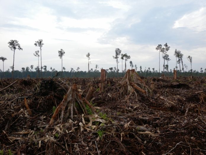 Hutan Harimau Sumatra yang berada dalam area yang dideklarasikan sendiri oleh APP sebagai “Suaka Harimau Senepis” di konsesi PT Suntara Gajapati, pemasok kayu SMG/APP di Provinsi Riau. (Foto: WWF Indonesia)