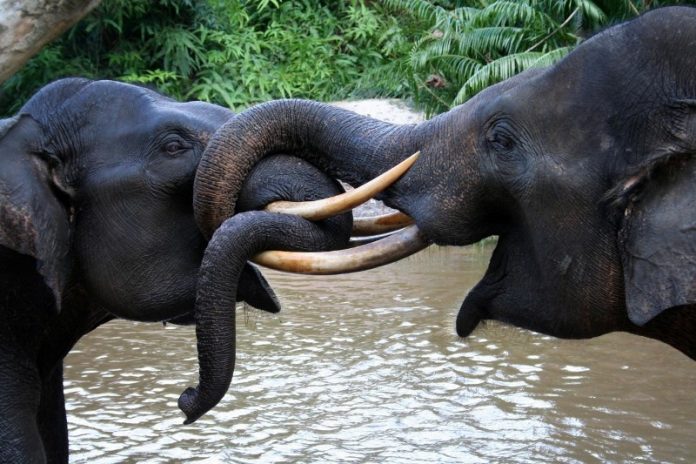 Sumatran elephants (Elephas maximus sumatrensis) playing in Tesso Nilo National Park, Riau, Indonesia. Both are members of Flying Squad Elephant Patrol. These elephants are deployed to minimize conflict between human and wild elephants in the outskirt of Tesso Nilo NP.