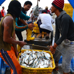 suara-jakarta-nelayan-ikan-pelelangan-muara-angke-bongkar-muat-timbang