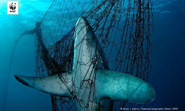 suara jakarta WWFAlat Tangkap Trawl Ancam Keberlanjutan Sumberdaya Laut